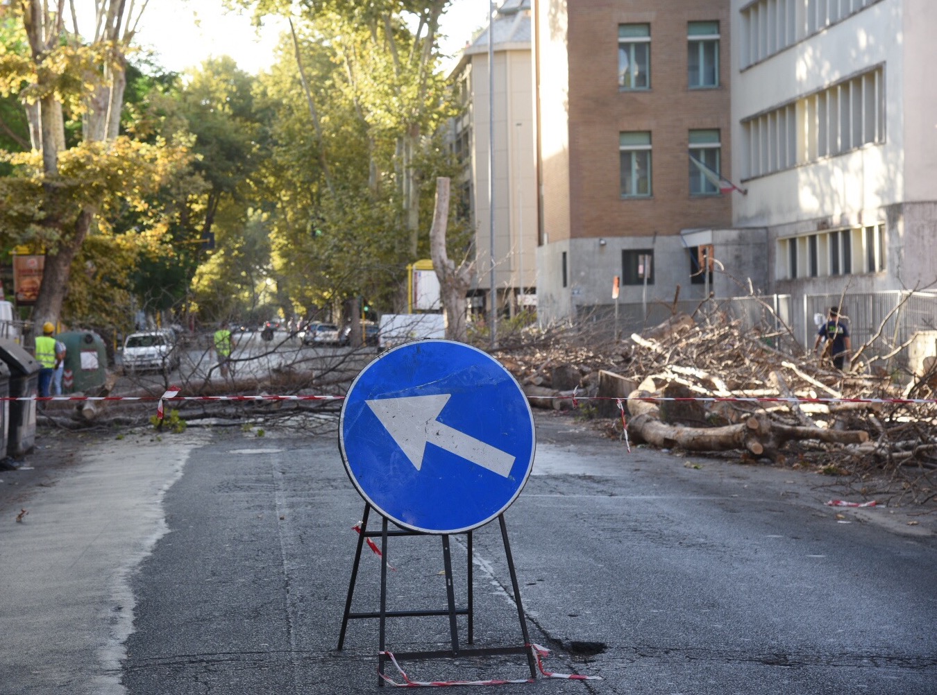 L''abbattimento di 10 platani in Corso Duca di Genova